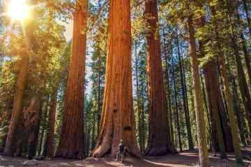Redwoods, California