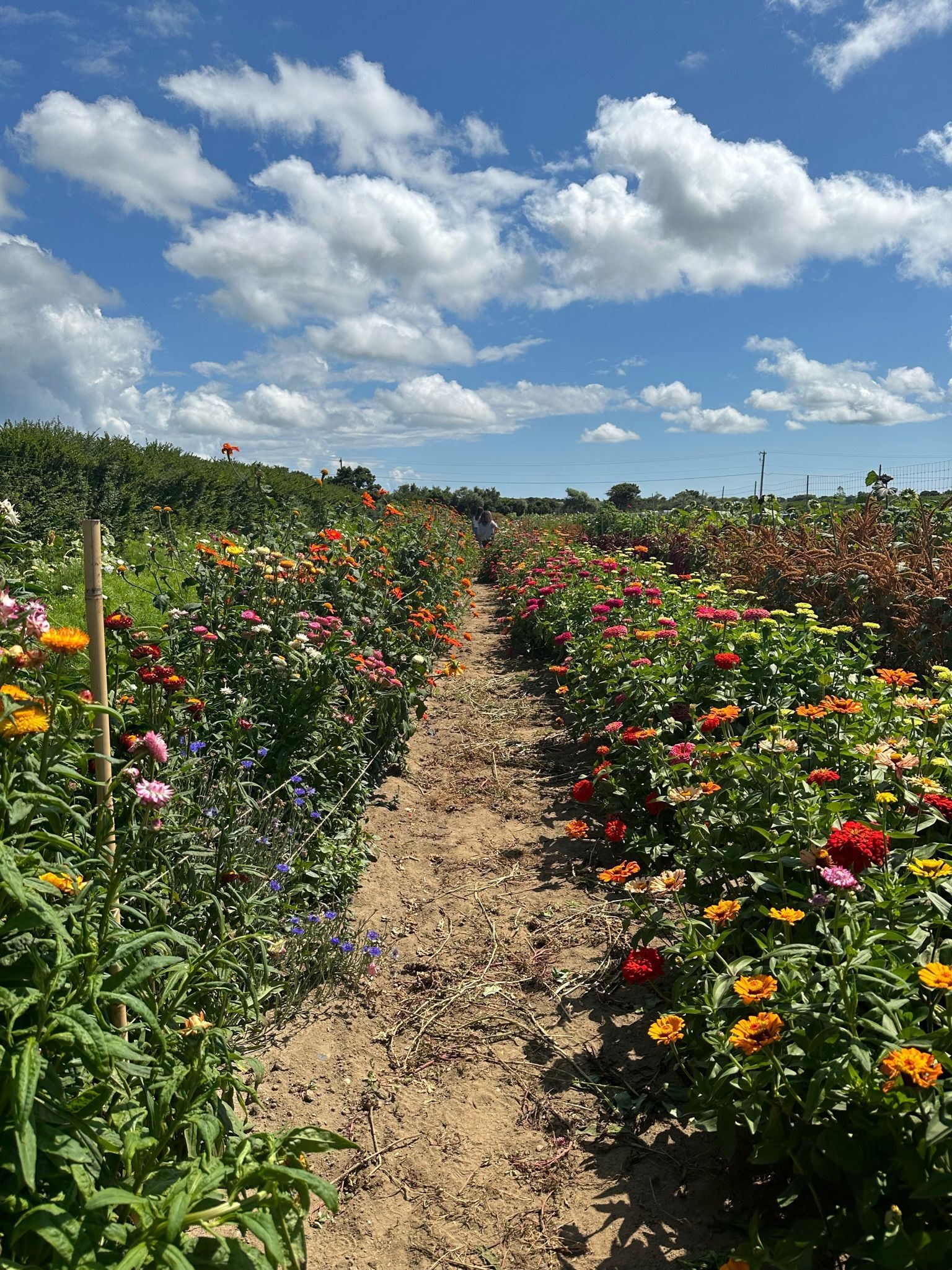 Collective Feature: Nantucket Flower Collective