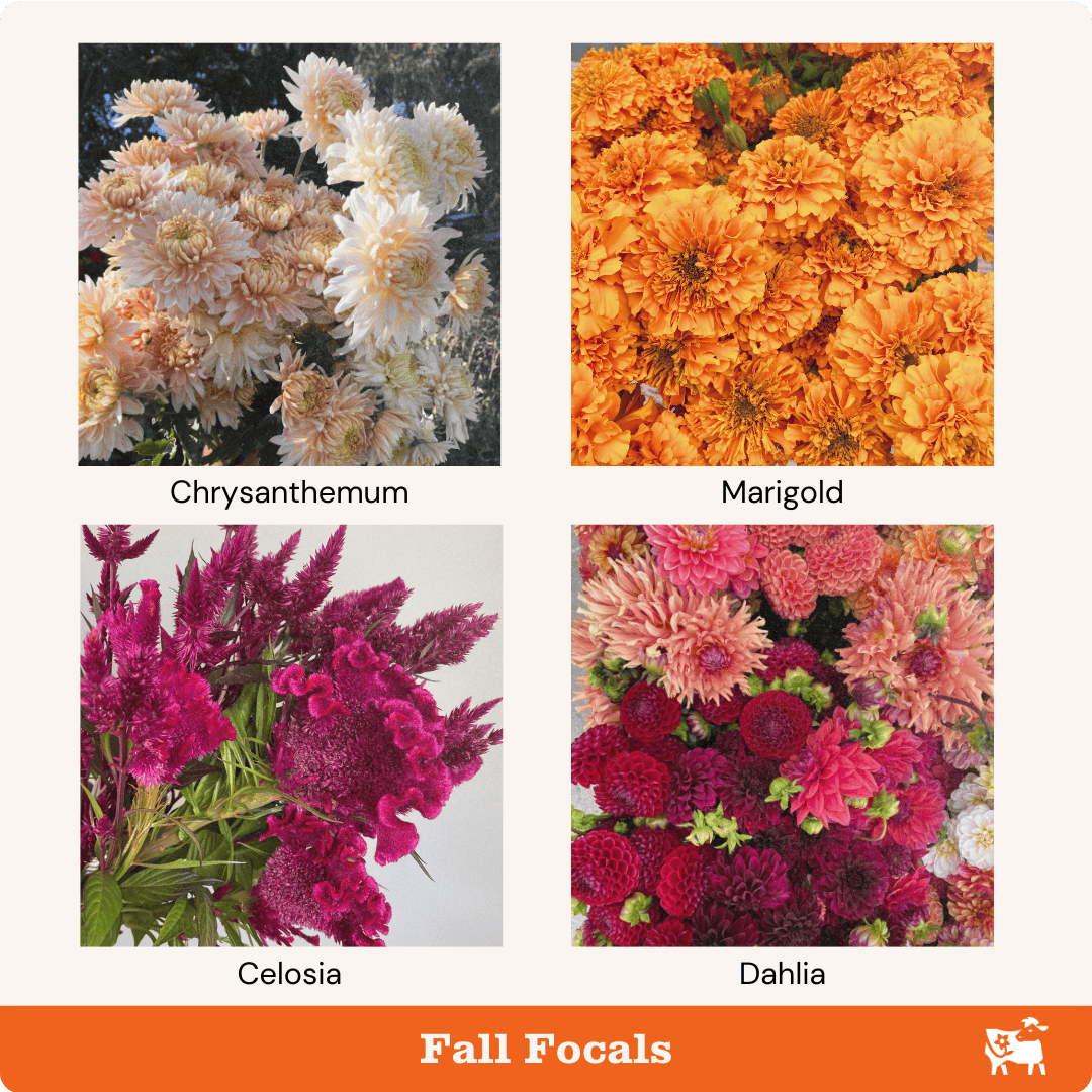 Fall focal flowers are chrysanthemum, marigolds, celosia, and dahlias