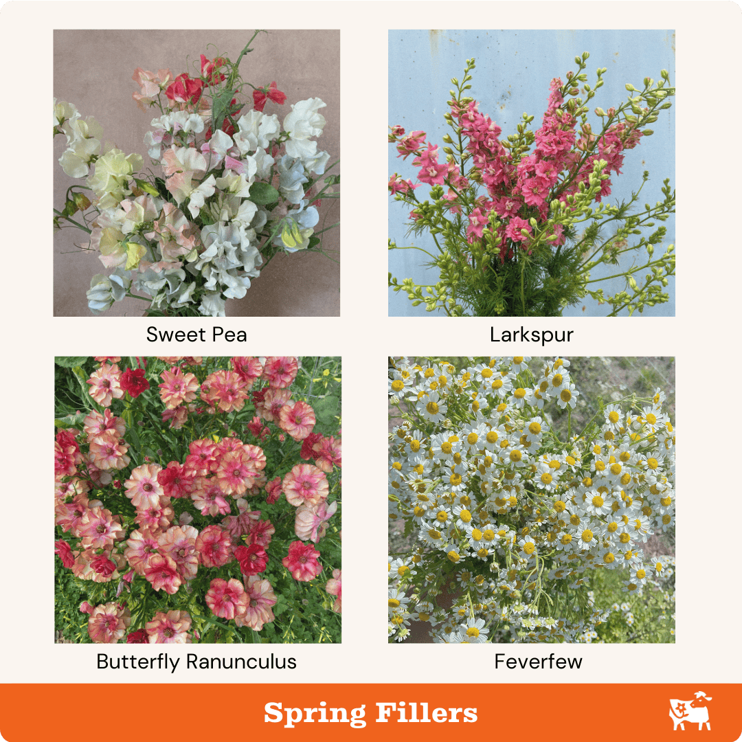 Spring filler flowers include sweet peas, larkspur, butterfly ranunculus, and feverfew