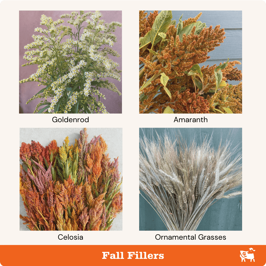 Fillers_Fall.png