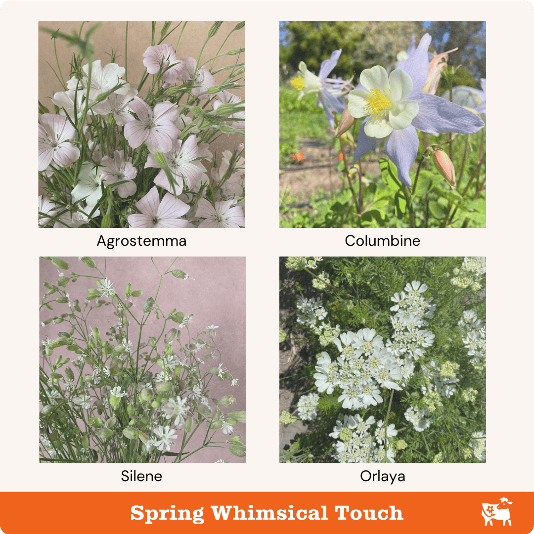 Spring flowers that provide a whimsical touch are agrostemma, columbine, silene, and orlaya