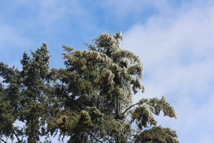 An ice-y tree in front of a blue sky with thin clouds