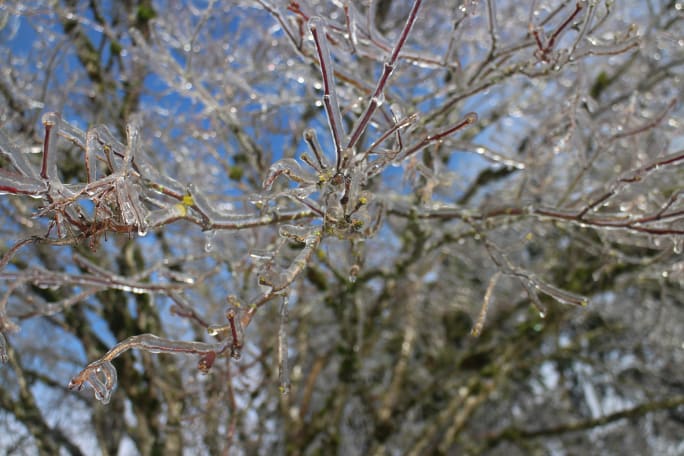 Lichen and branches encased in ice