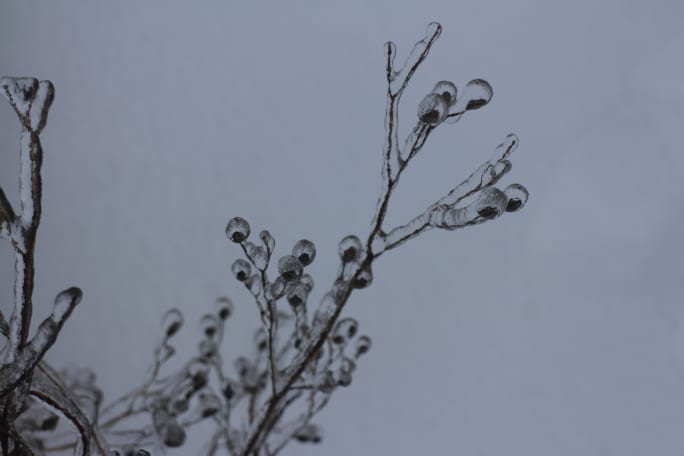 A dead plant covered in ice