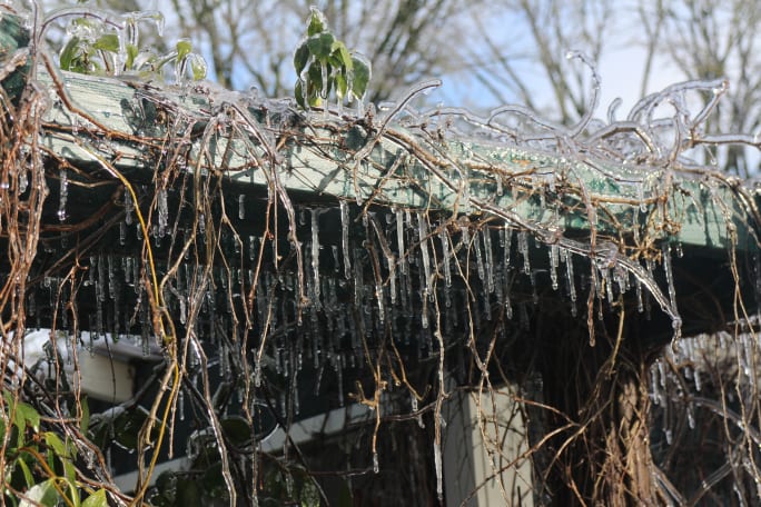 Icicles and vines covered in ice