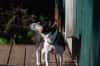 Small black and white dog looking up toward the sun with eyes closed