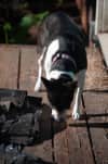 Small black and white dog sniffing porch boards