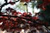 Branch of red Japanese maple