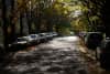 Cars parked along a street dappled by sunlight from fall-bare trees
