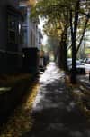 A sidewalk dappled with light filtered through fall-bare trees, and lines with fallen leaves