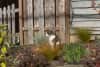 A cat sitting in a garden, looking perpendicular to the camera