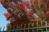 Low-angle shot of red-leafed branches above a metal fence