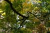 A green and yellow canopy of leaves