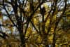 A canopy of yellow leaves with dark tree trunks