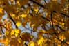 Close-up on yellow leaves, ready to fall