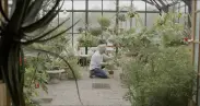 homeowner in greenhouse