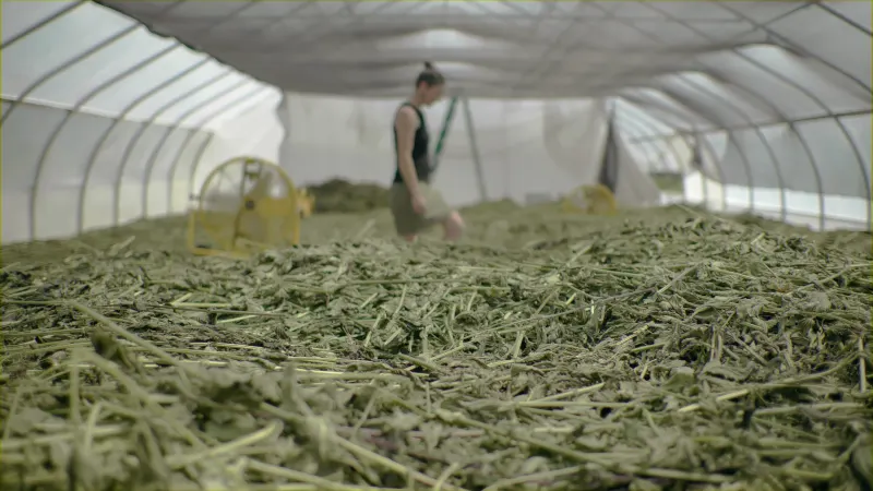 drying herbs