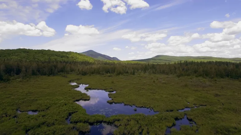 victory state forest drone