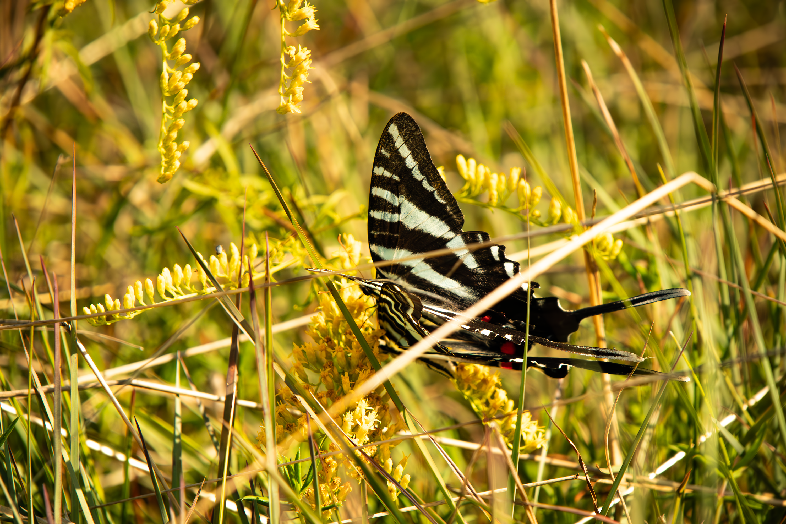 Wildlife 2