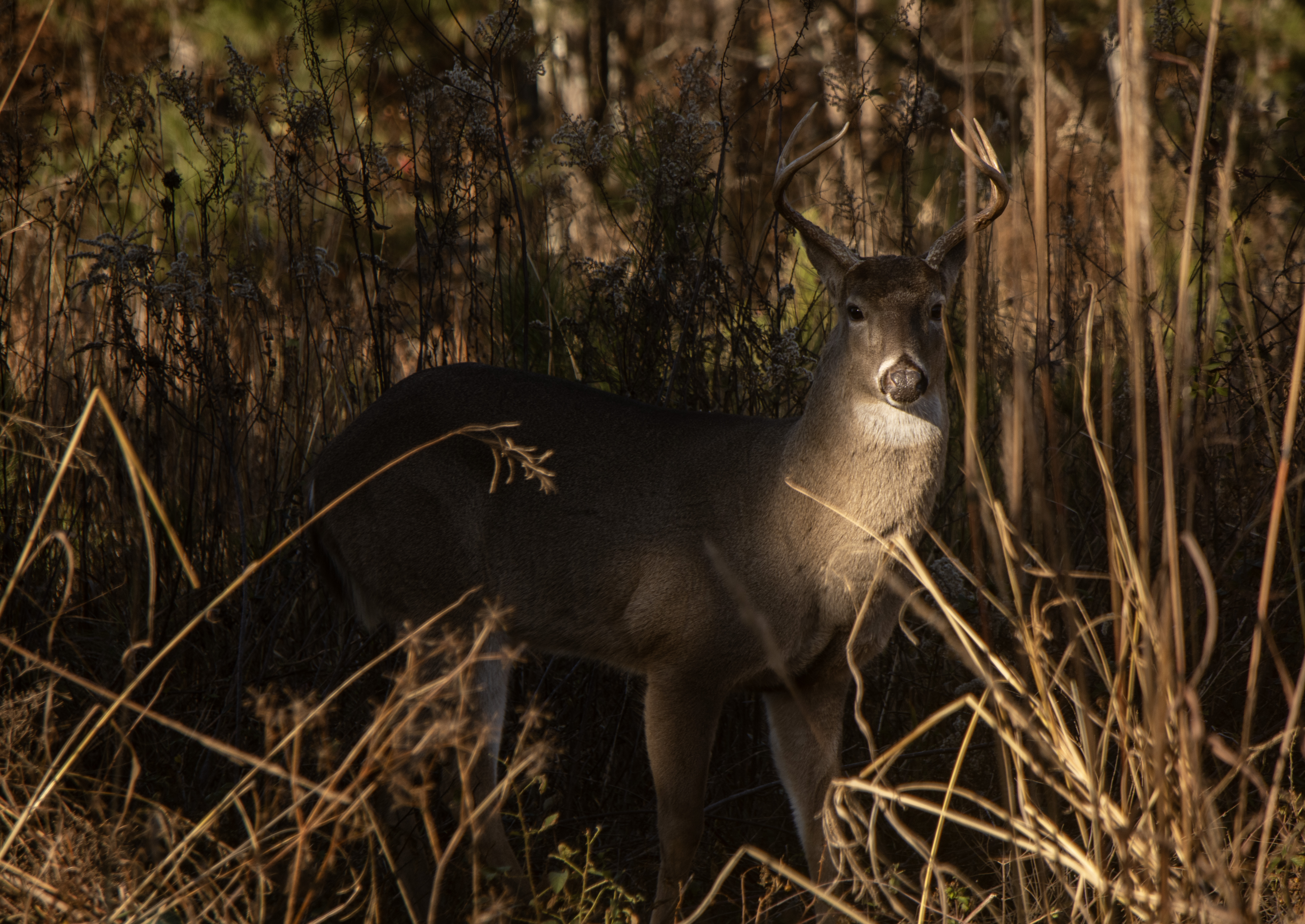 Wildlife 1