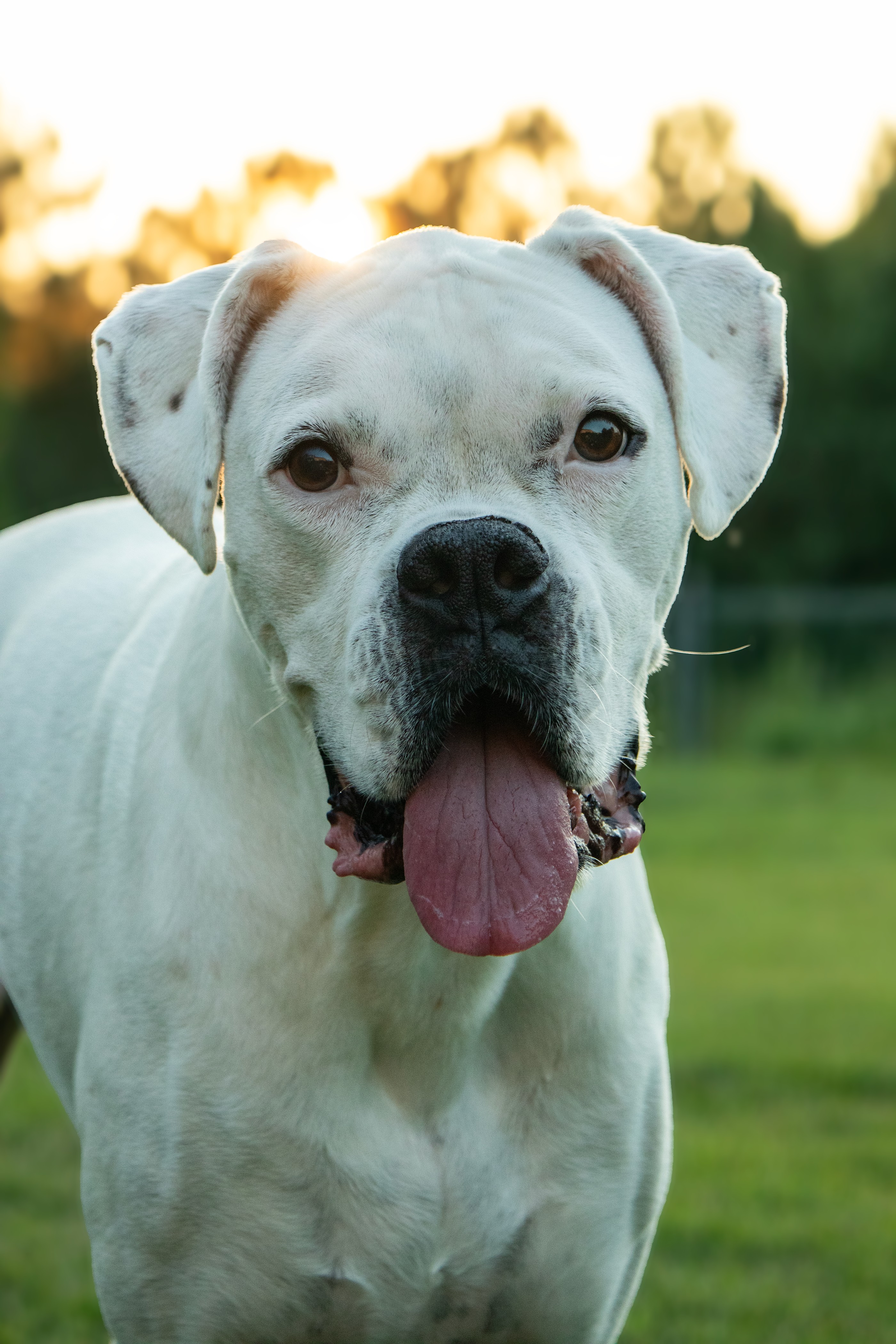 Pet Potraits