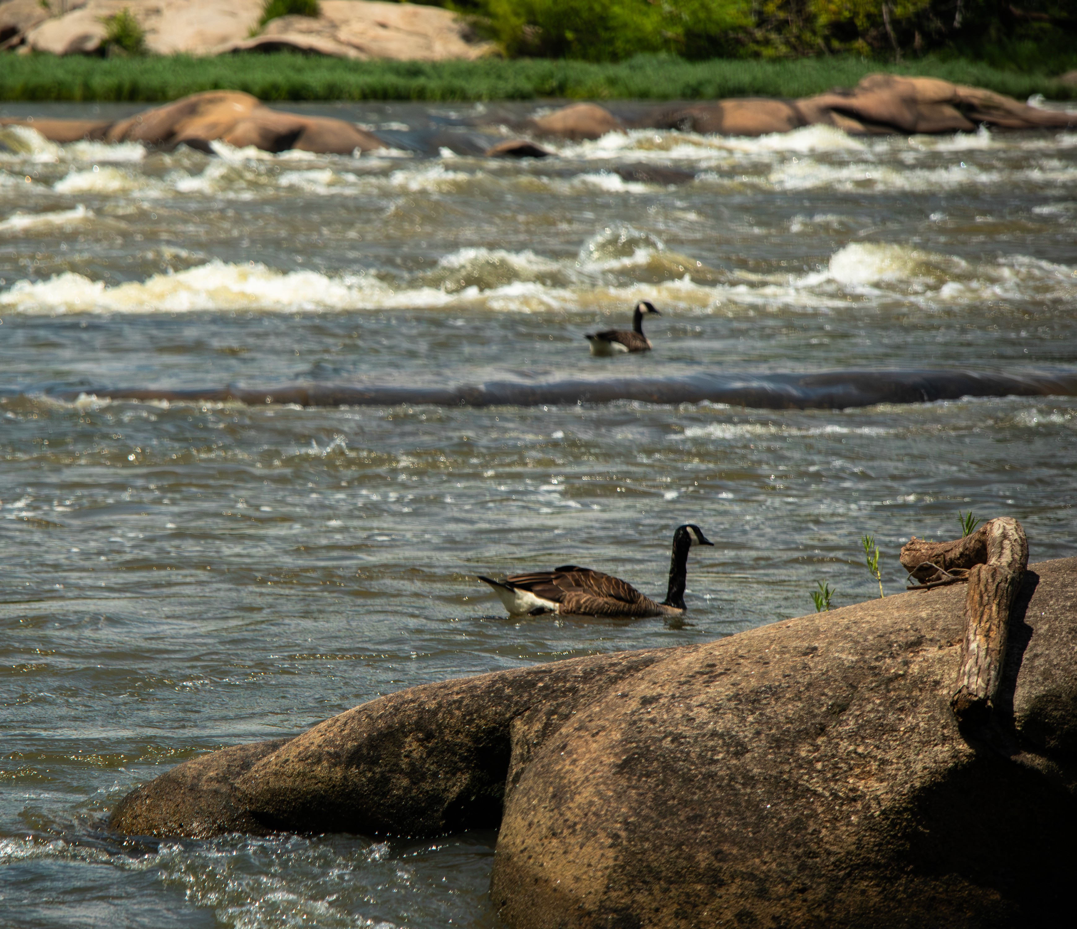 Wildlife 4