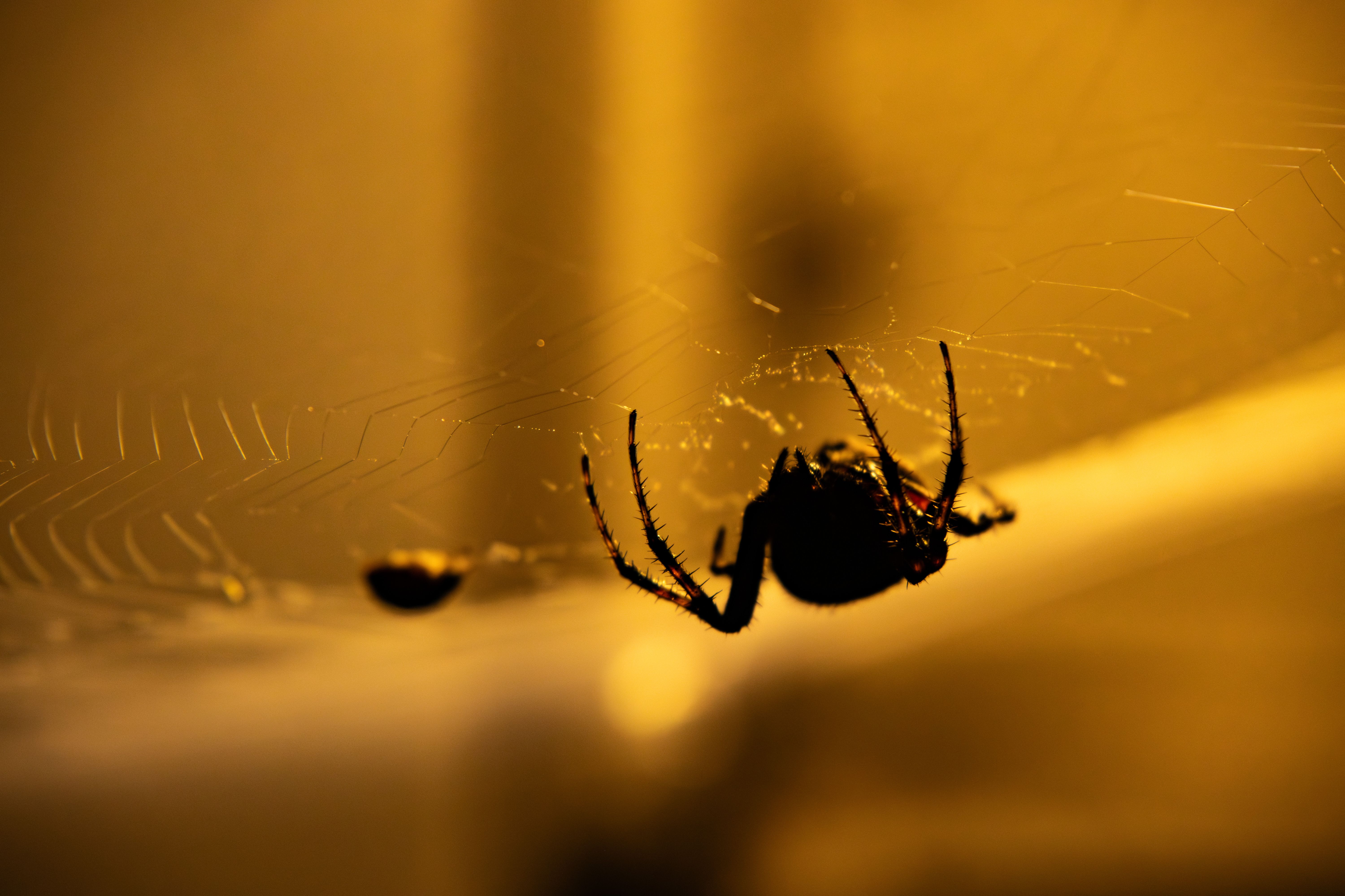 Wildlife 3