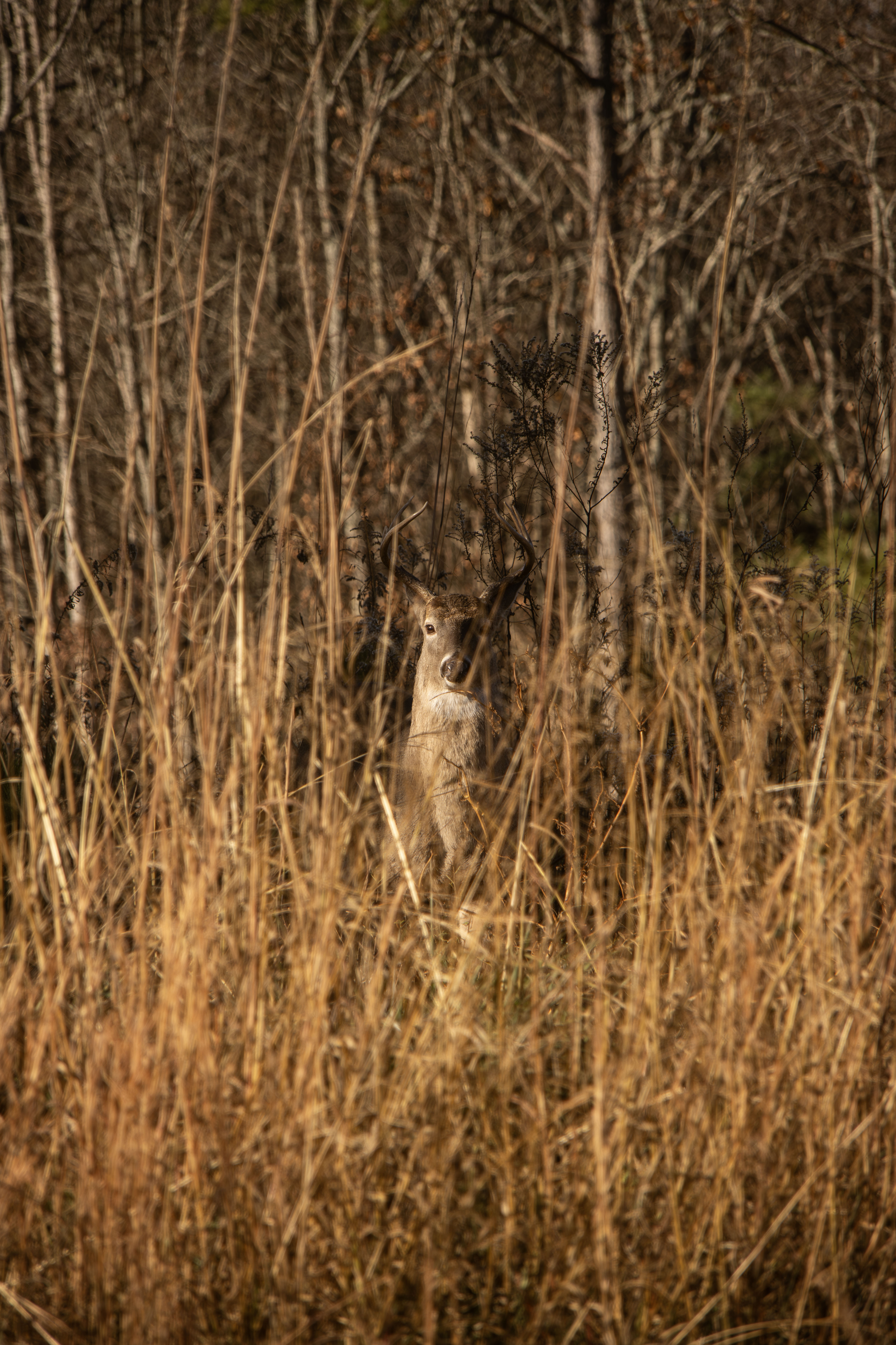 Wildlife 5