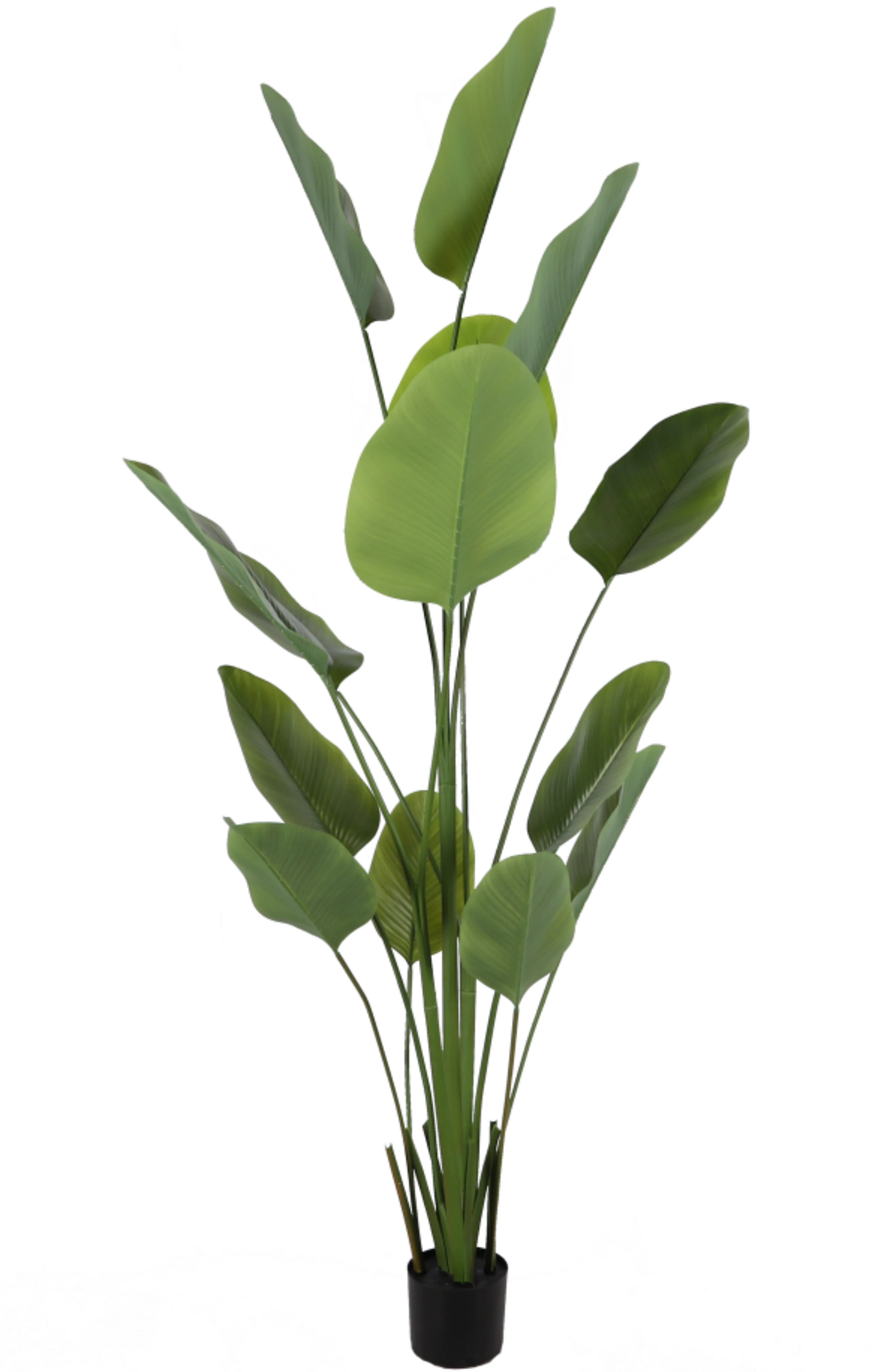 Traveller's tree (banana tree), 215cm