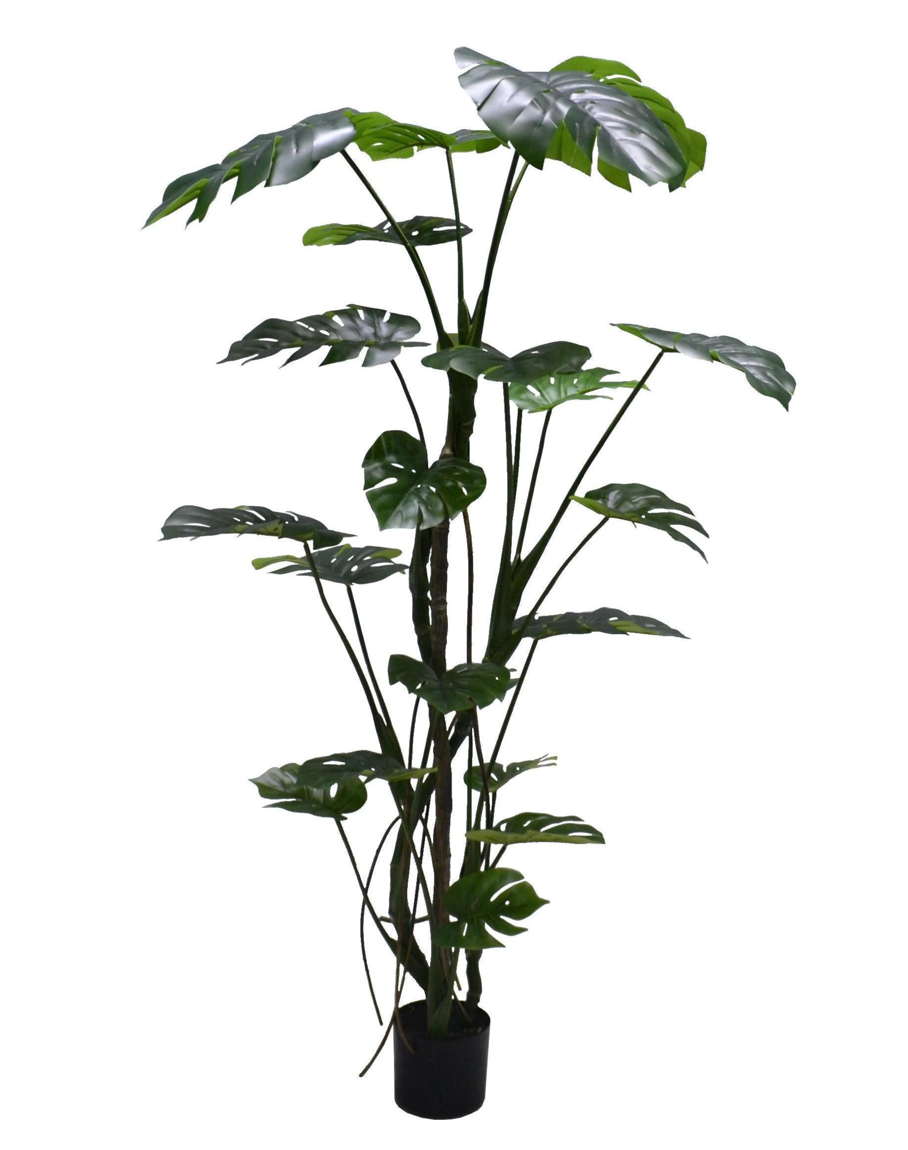 Monstera tree, 180cm