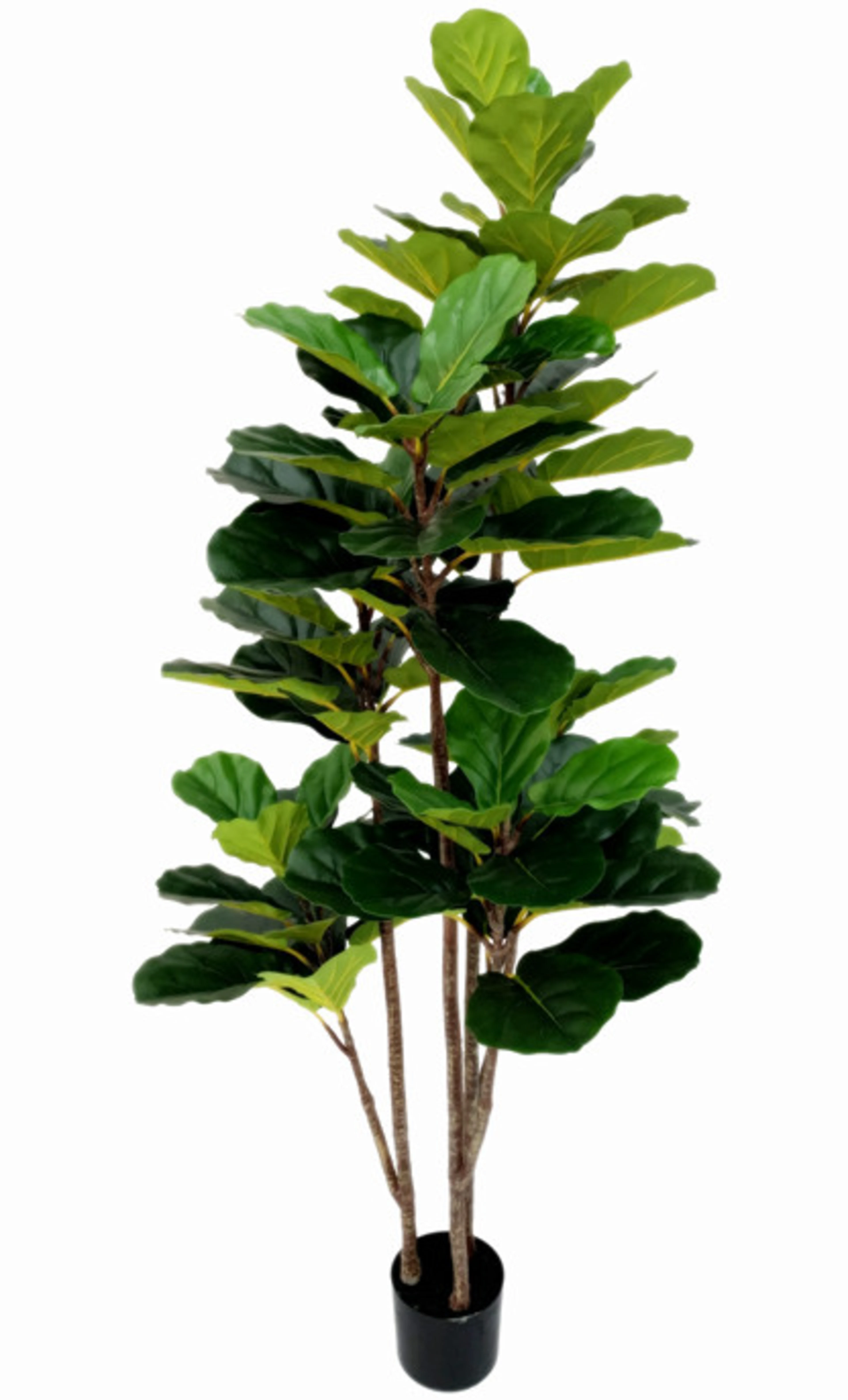 Fiddle leaf fig tree, 3-trunk, 180cm, 3-trunk