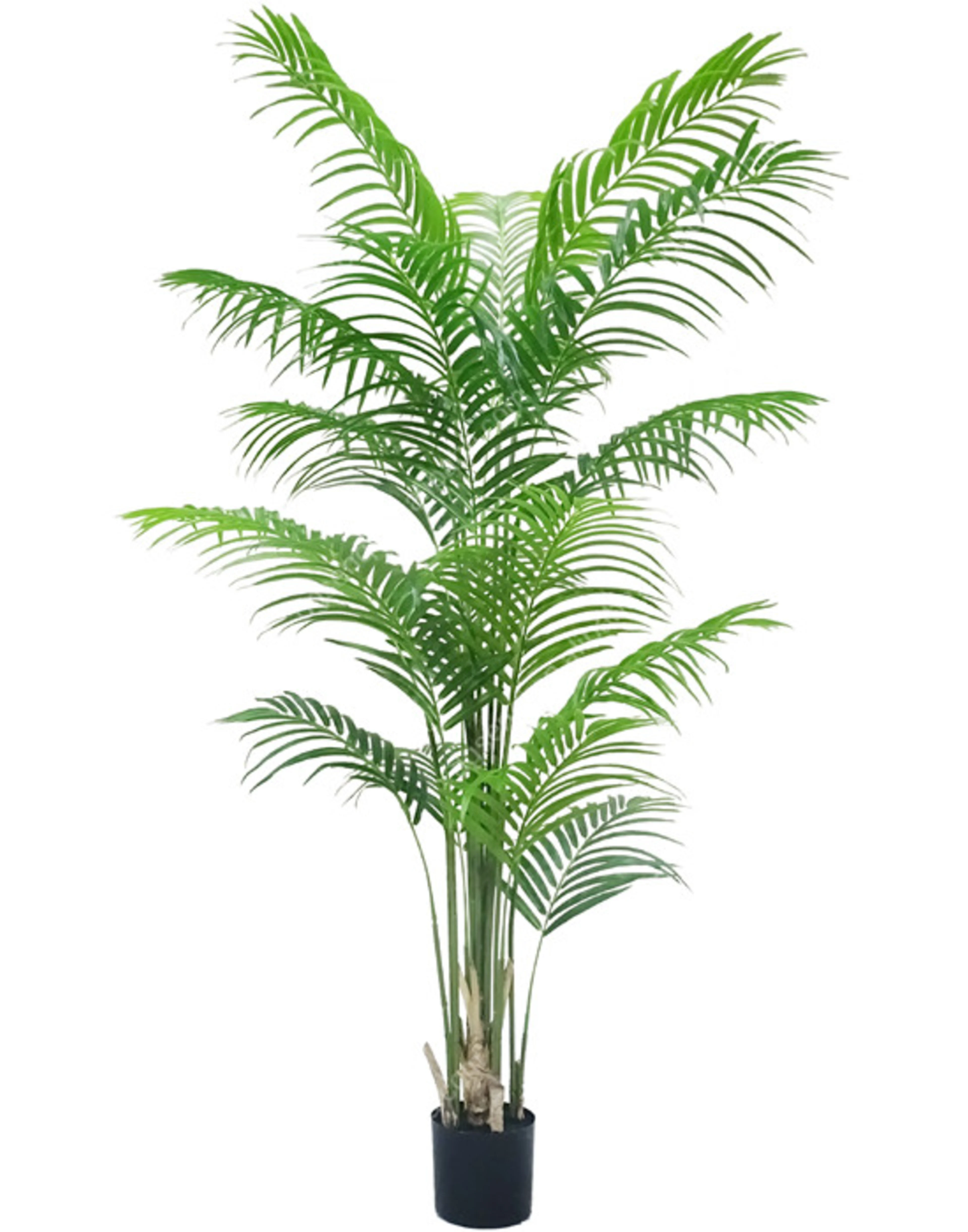 Palm tree, 180cm