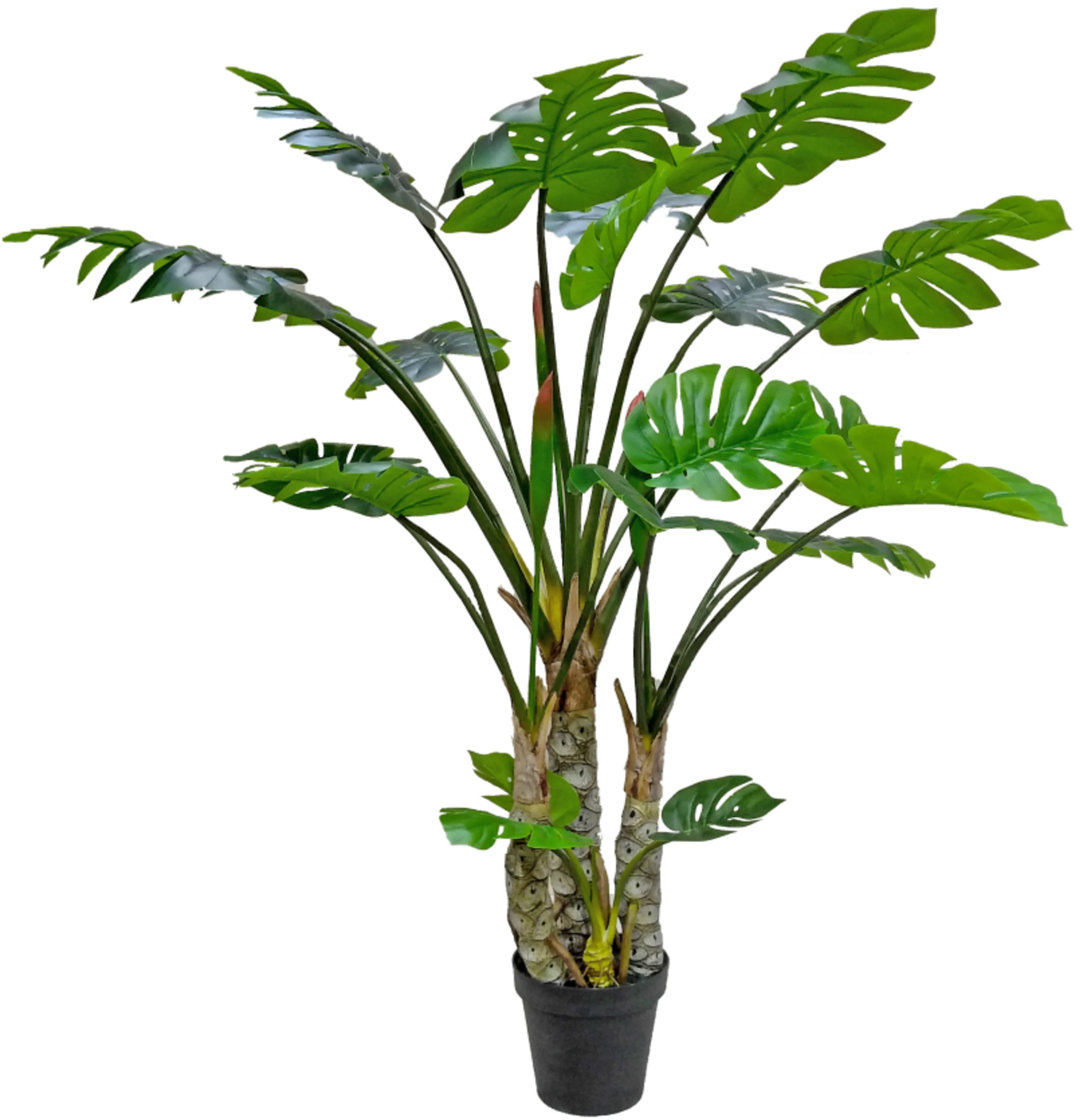 Monstera tree, multi-trunk, 170cm, multi-trunk