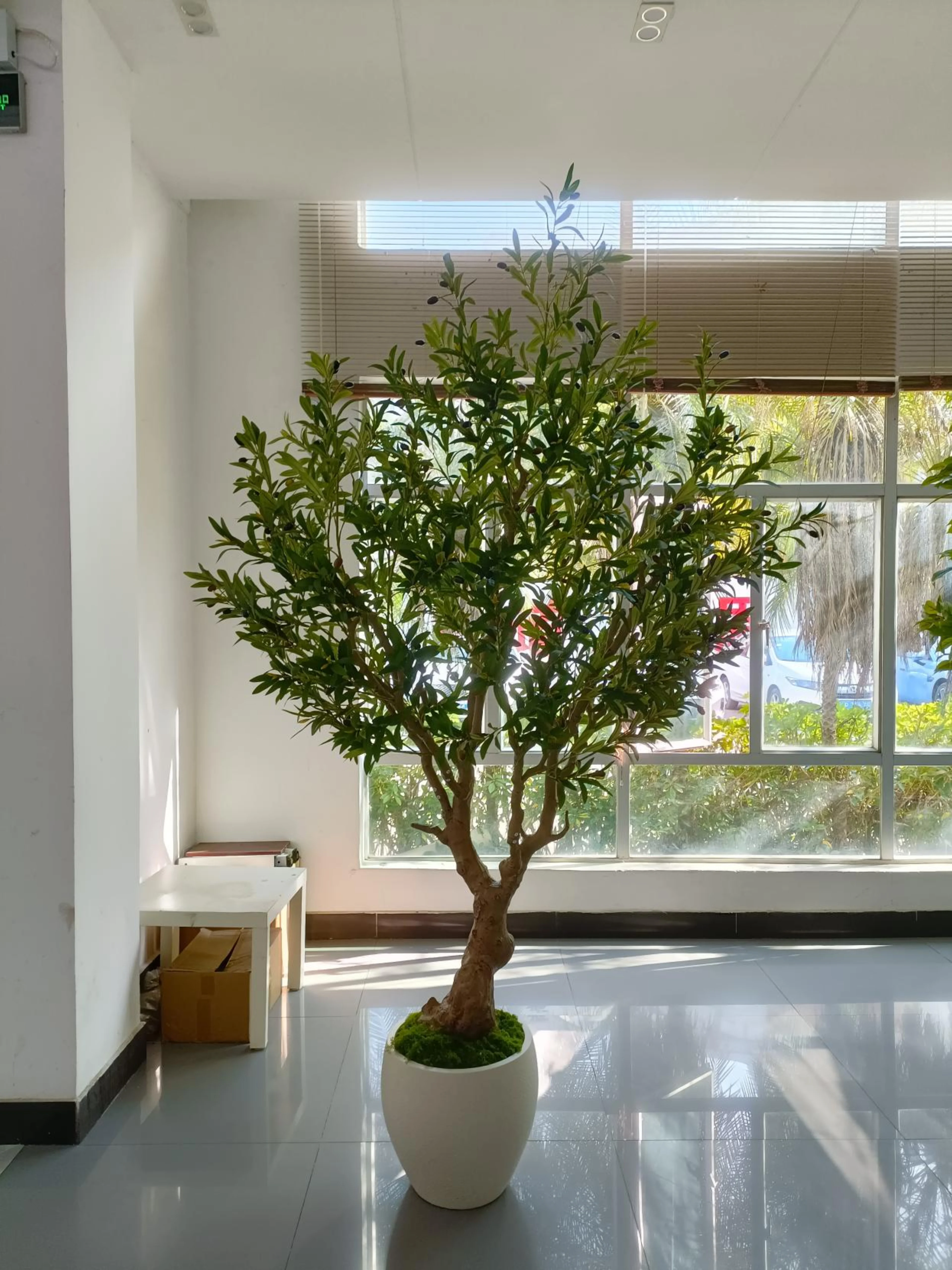 Olive tree, white round pot, 180cm, with white round pot