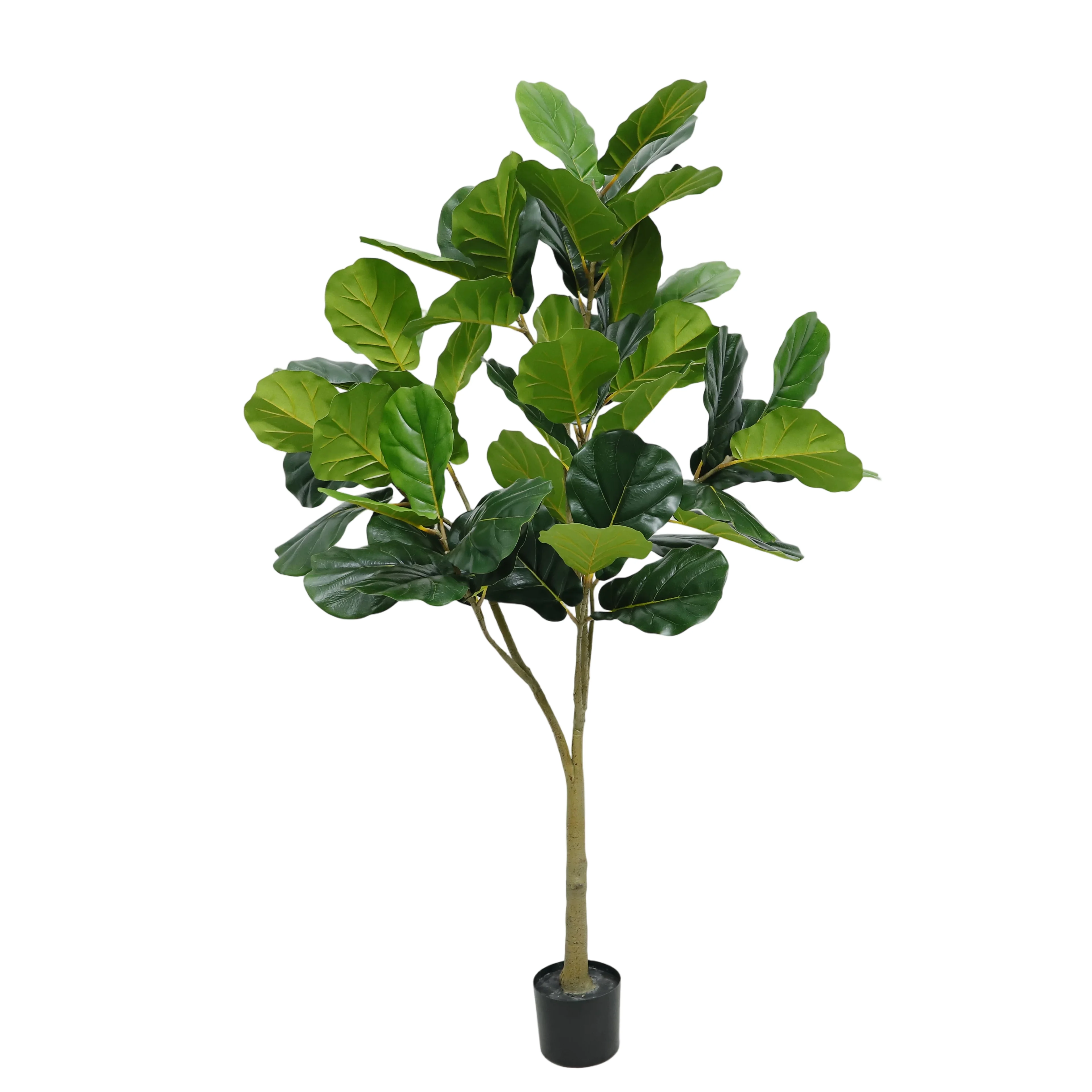Fiddle leaf fig tree, 180cm