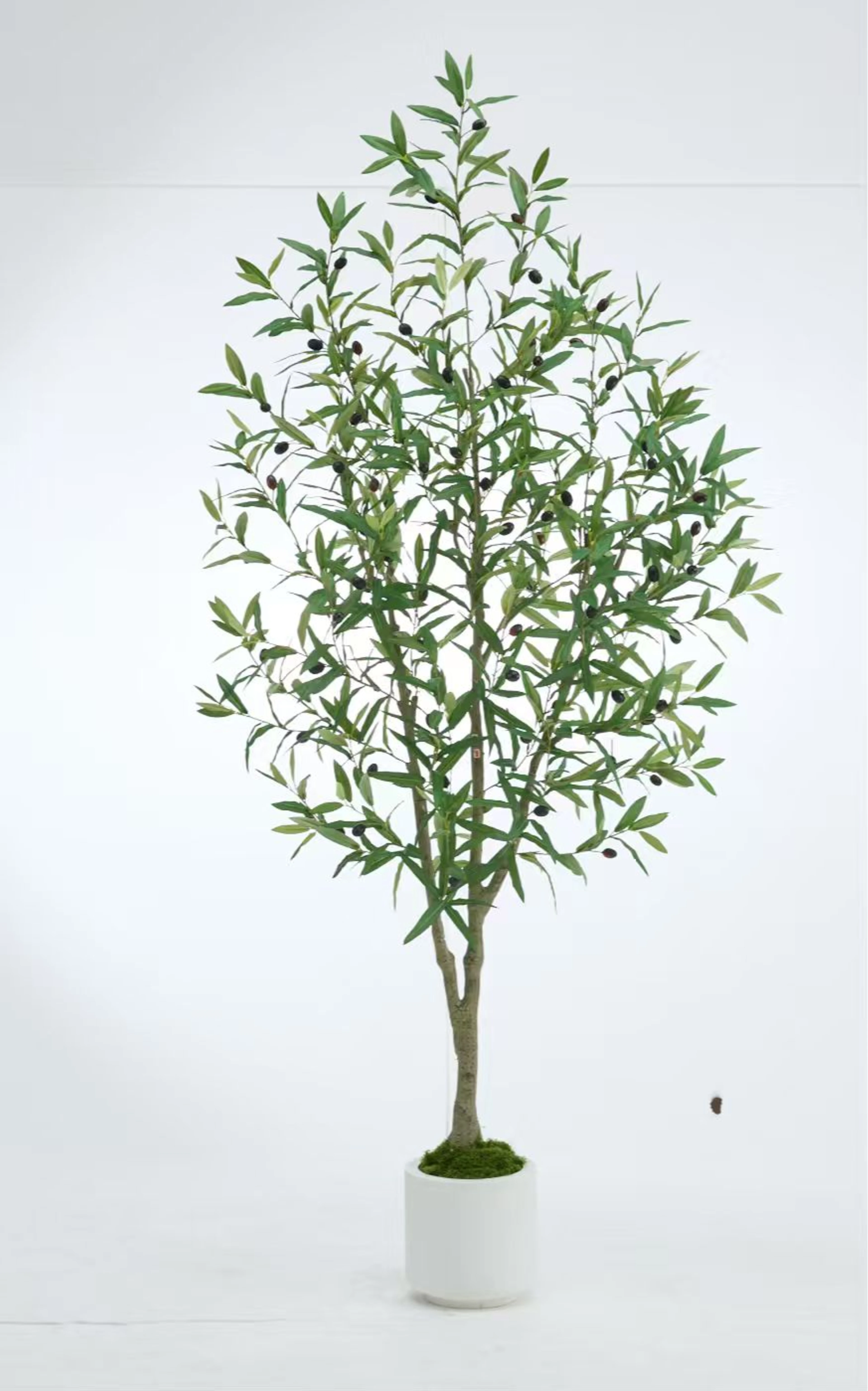 Olive tree, 240cm