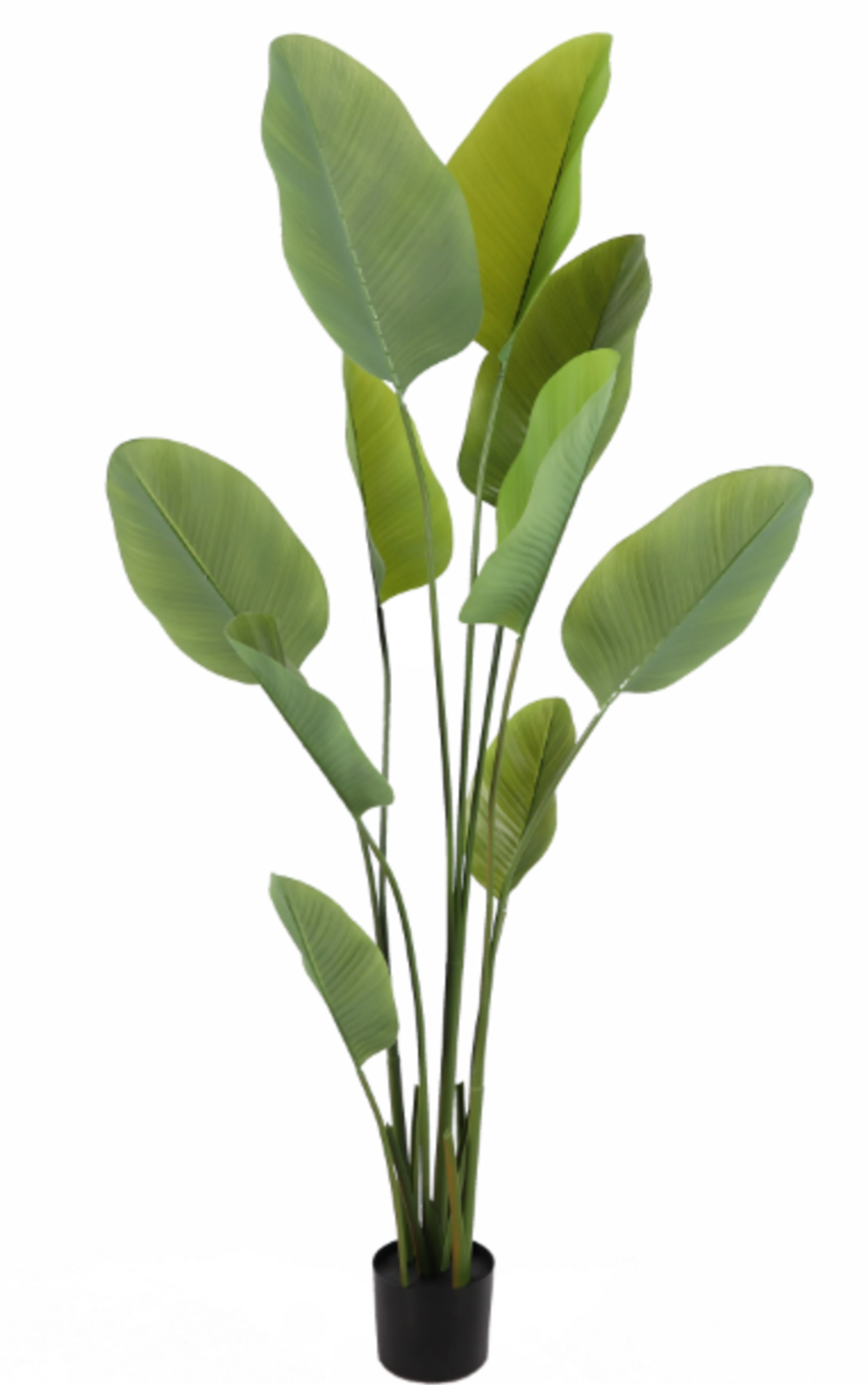 Traveller's tree (banana tree), 180cm