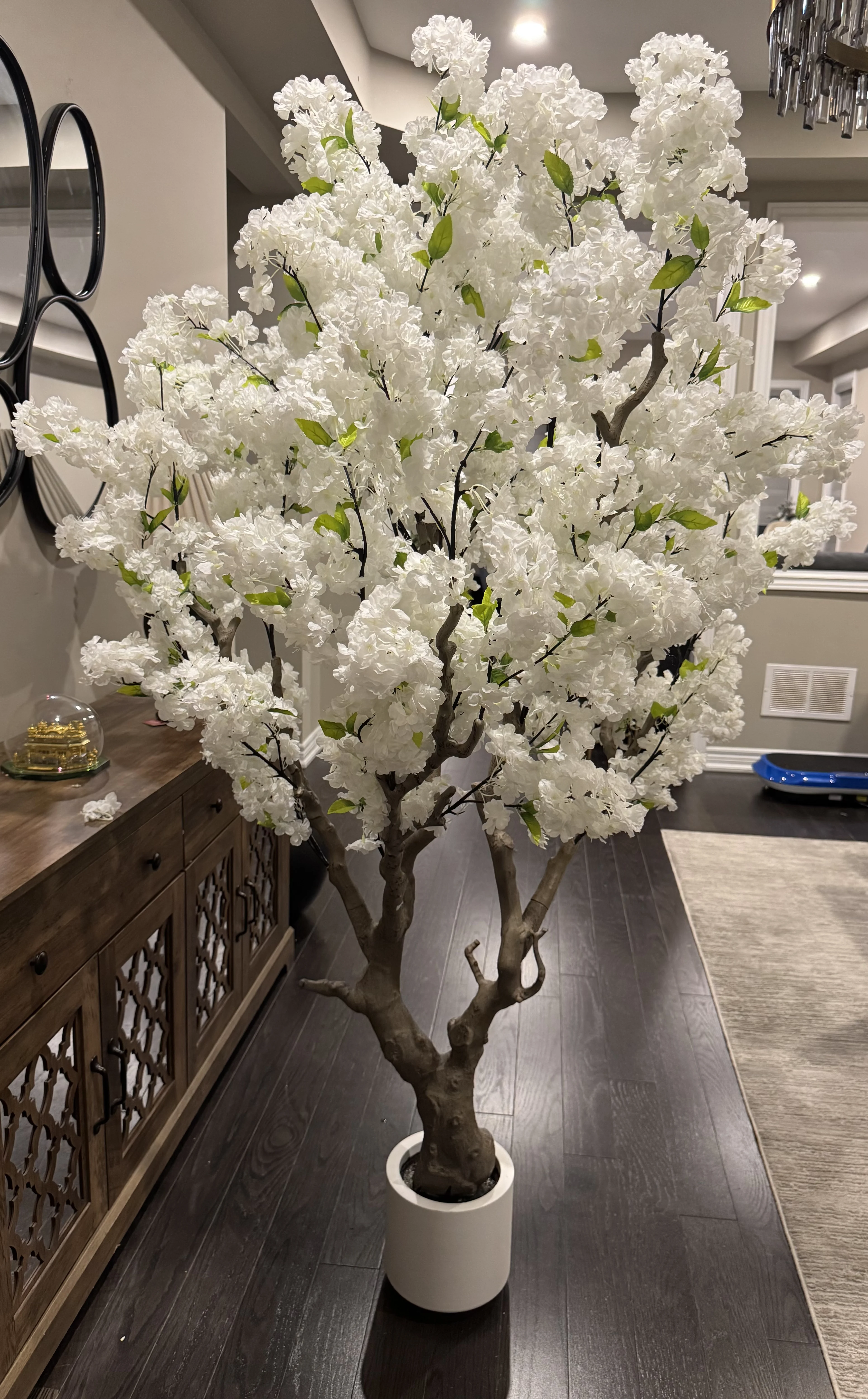 Cherry blossom Tree, white, 6ft