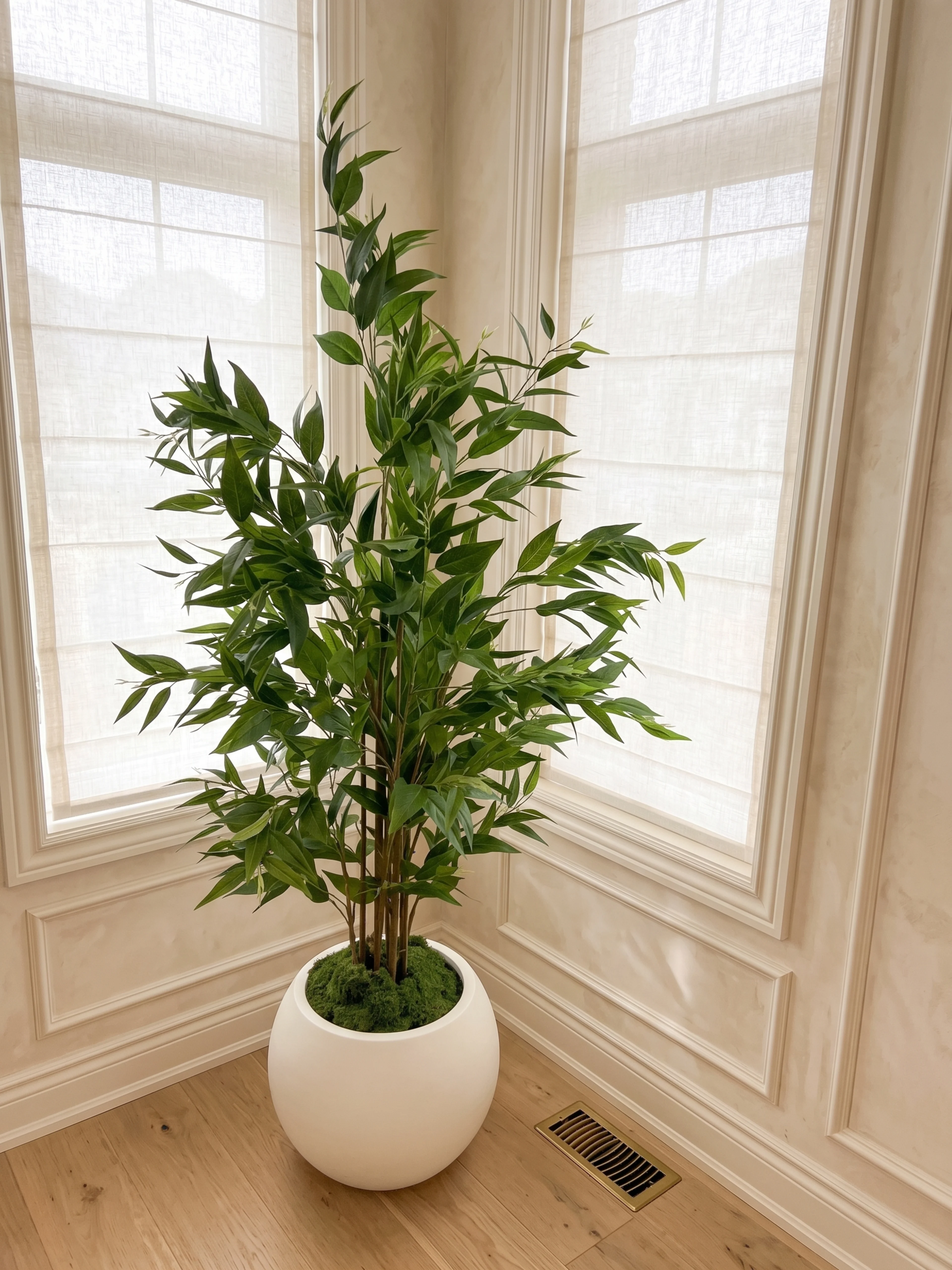 Eucalyptus tree, 6ft