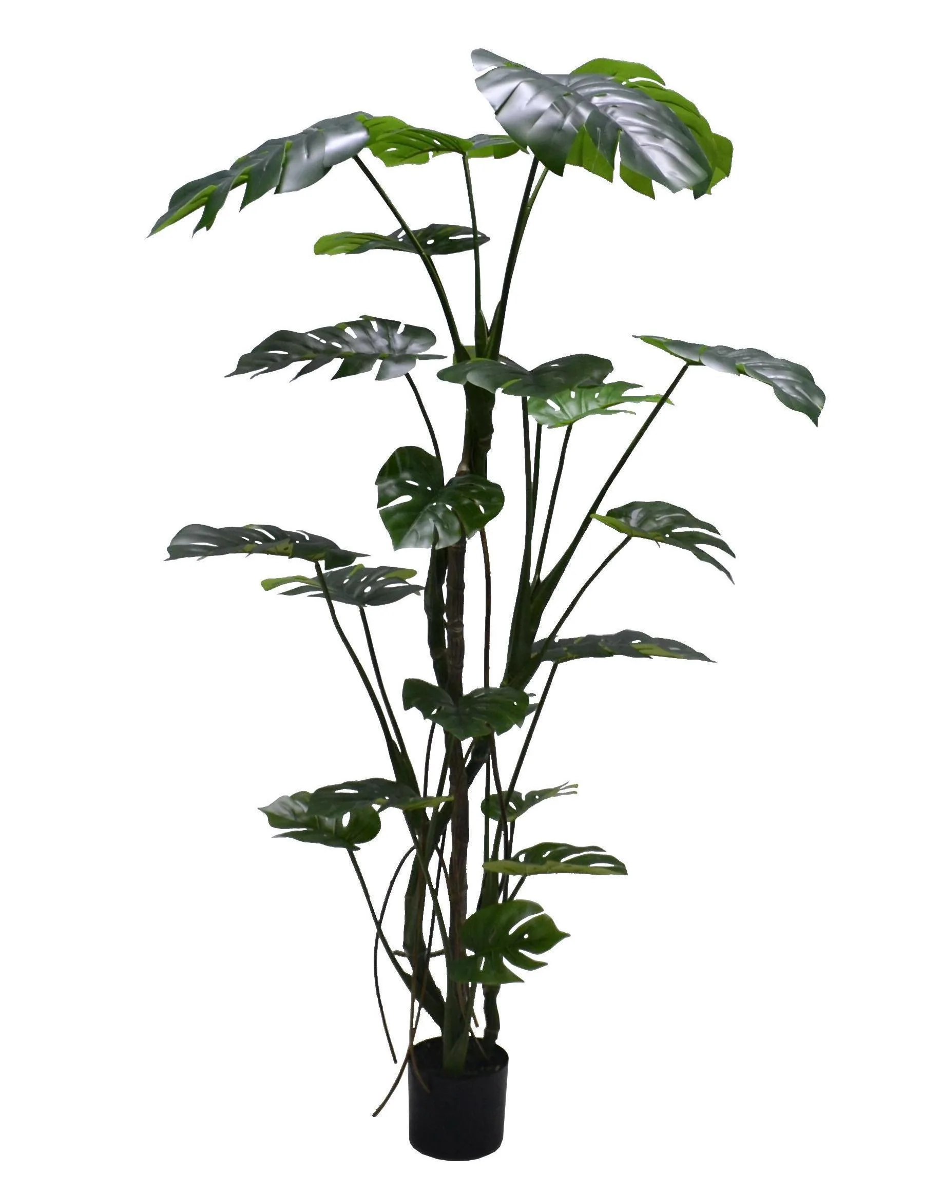 Monstera tree, 6ft