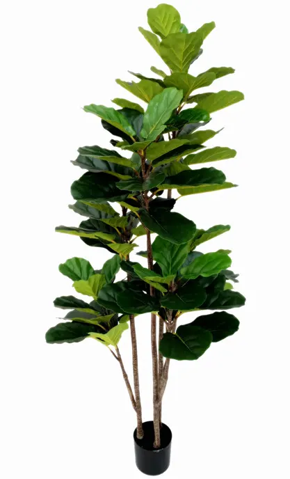 Fiddle leaf fig tree, 3-trunk, 6ft, 3-trunk