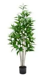 Eucalyptus tree, 5ft