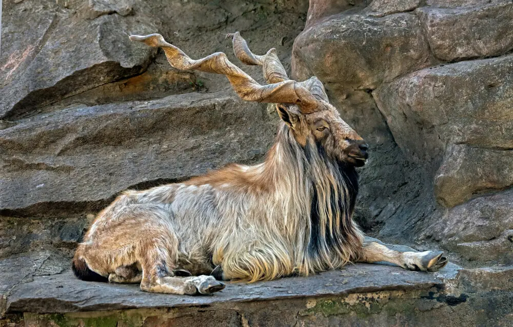 Chitral Gol National Park Markhor Chitral Gol National Park Markhor
