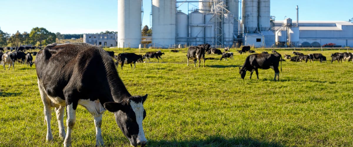 Australia: FSANZ P1056 Restricts Caffeine in Foods, 2-Year Transition