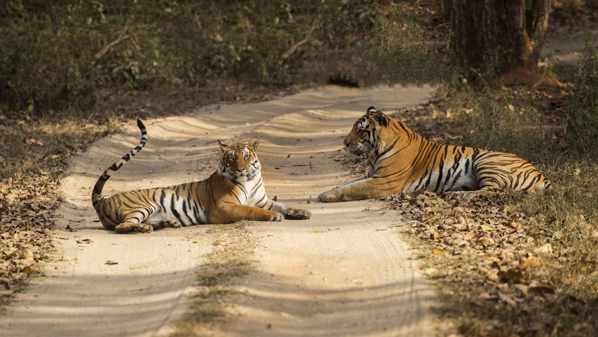 Saffari Tiger