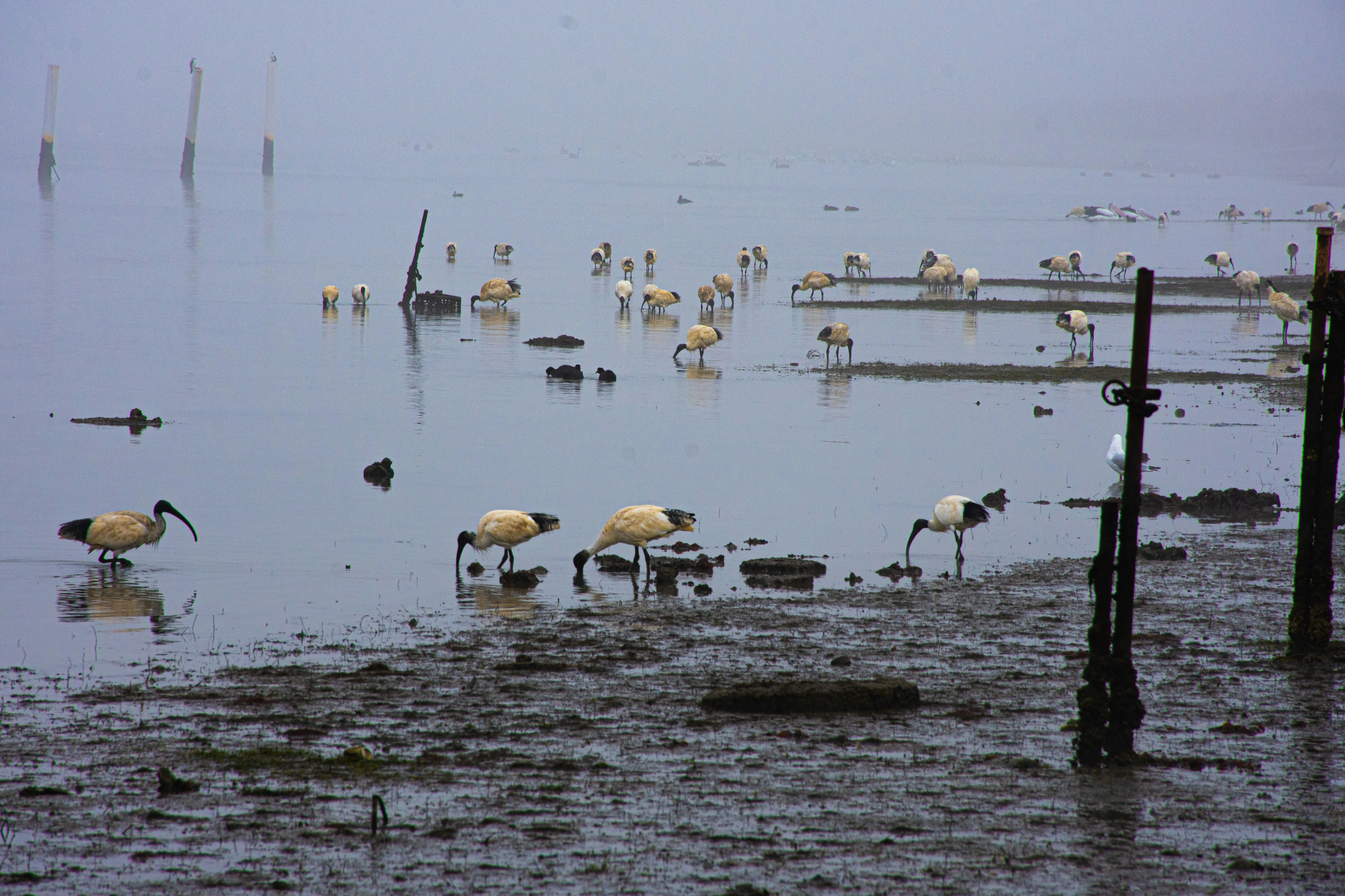 Werribee — taxi to Melbourne Airport