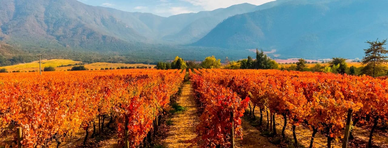 Vinhedos e campos de vinho no Chile