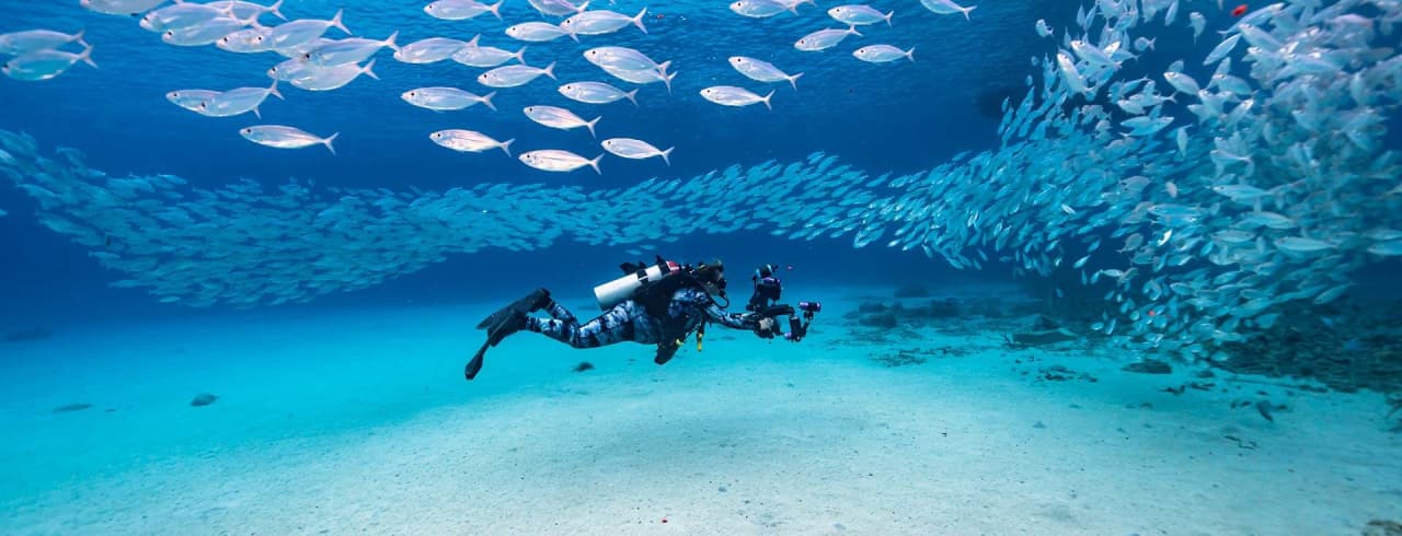 Seascape com Bait Ball Cardume de Peixes no Recife de Coral