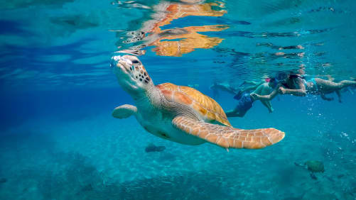 Mergulho e snorkel